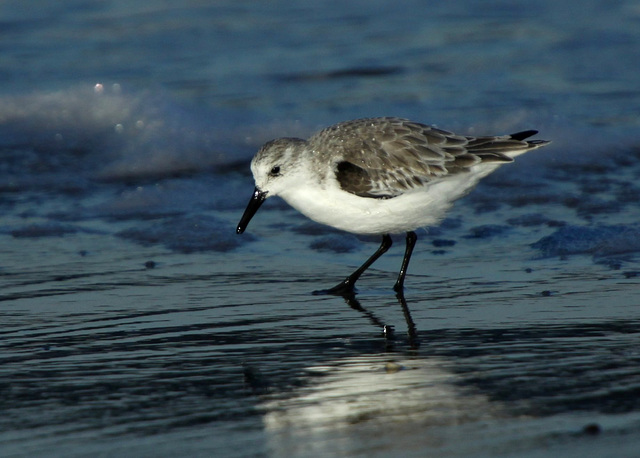 Sanderling (Calidris alba)