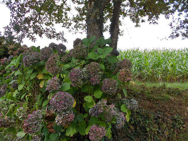 hortensias couleur automne