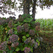 hortensias couleur automne