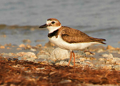 Wilson's Plover