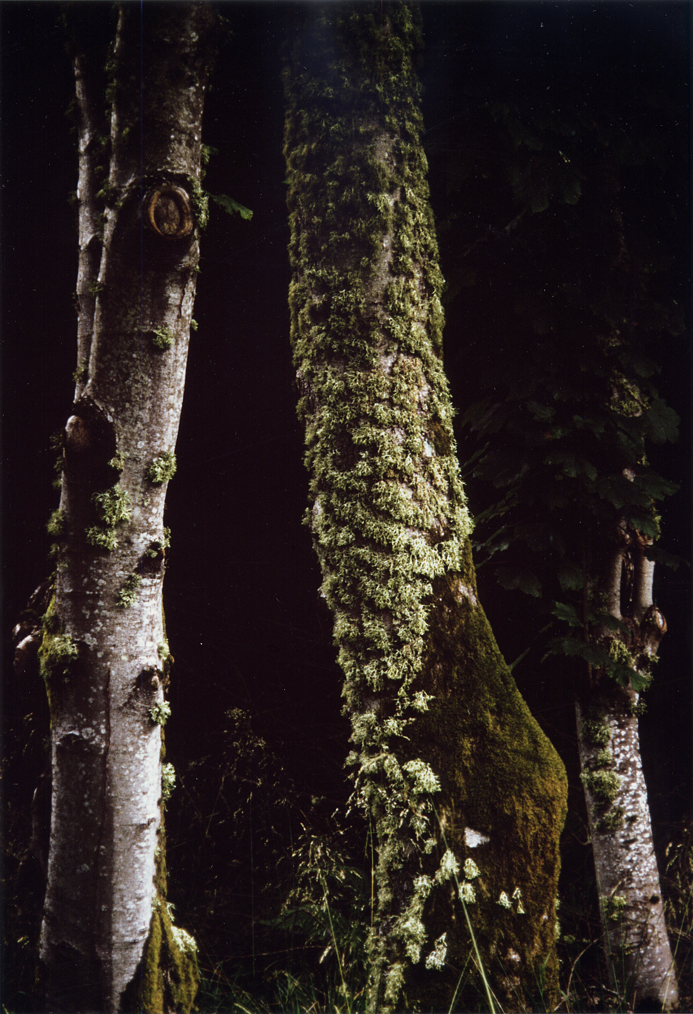 three stumps