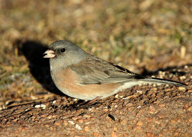 Dark-Eued Junco - Pink-Sided (Junco hyemalis mearnsi)