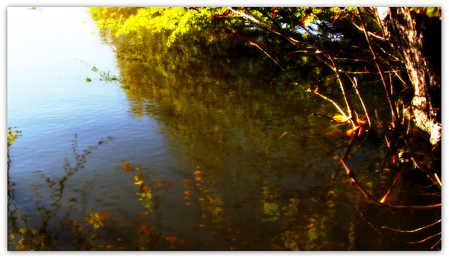 Reflet d'automne flottant sur l'onde