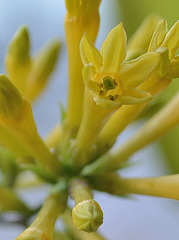 Cestrum parquii DSC 0092