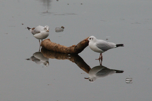 Gulls on ice