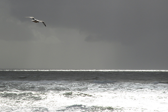 Segeln im Wind