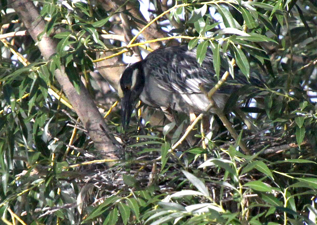 Yellow-Crowned Night-Heron