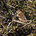 Chipping Sparrow