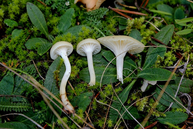 Hygrocybe nivea (4)