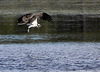 Balbuzard pêcheur