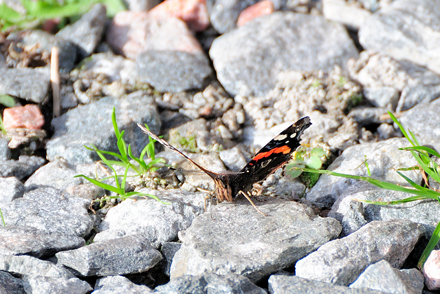 Schmetterling - 121020