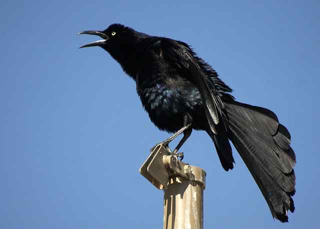 Great-Tailed Grackle