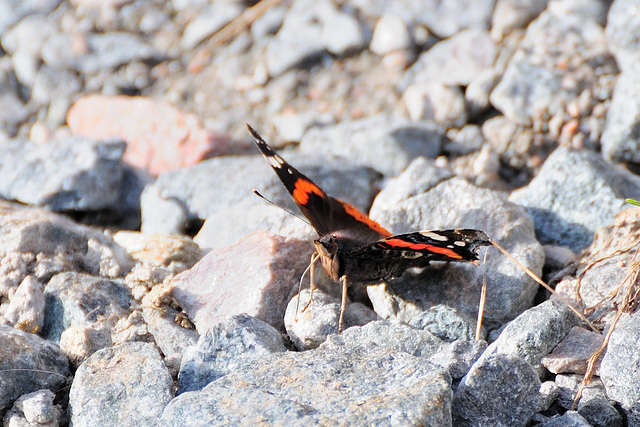 Schmetterling - 121020