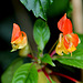 Impatiens  x bicaudata (2)