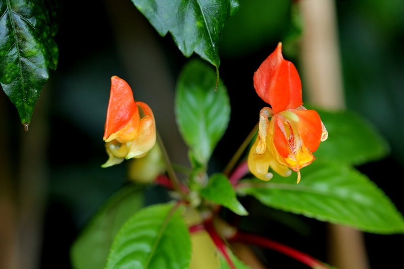 Impatiens  x bicaudata (2)