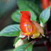 Impatiens  x bicaudata (4)