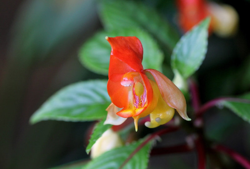 Impatiens  x bicaudata (4)