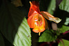 Impatiens x bicaudata (2)