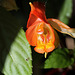 Impatiens x bicaudata (2)