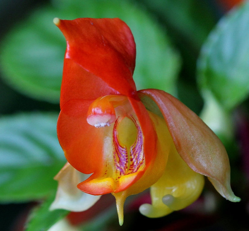 Impatiens  x bicaudata- fleur 'Cabine de douche'