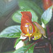 Impatiens x bicaudata