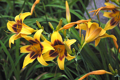 Lilies