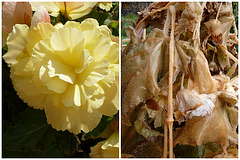 Begonienblüte - im Sommer - im Herbst - floro de la begonio somere kaj aŭtune