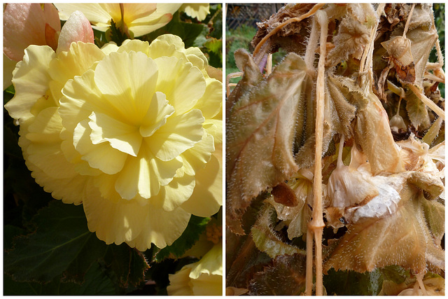 Begonienblüte - im Sommer - im Herbst - floro de la begonio somere kaj aŭtune