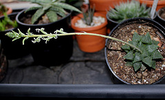 Haworthia pygmaea