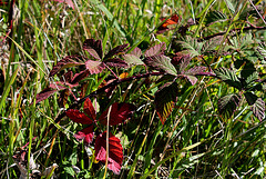 Mûrier Ronce - Rubus fruticosus