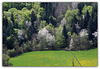 Printemps 2013 - le temps des Merisiers
