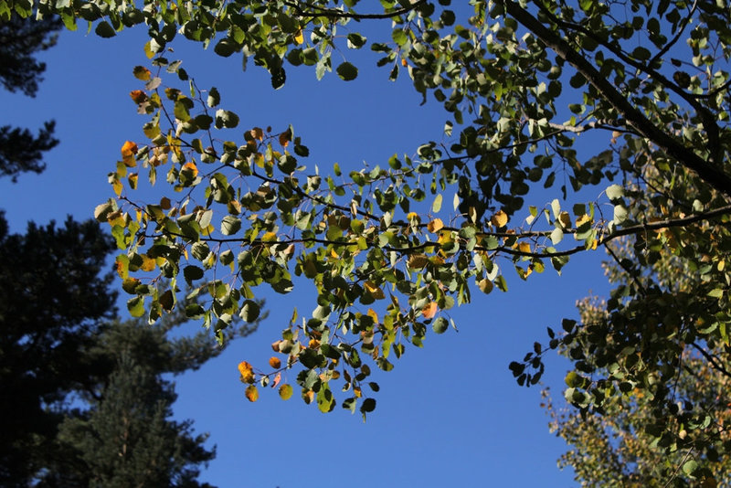 Populus tremula - Peuplier tremble