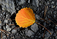 Populus tremula - Peuplier tremble (5)