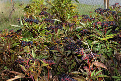 Sambucus ebulus - Sureau yèble