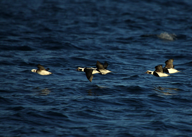 Long-Tailed Ducks (Clangula hyemalis)