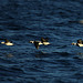 Long-Tailed Ducks (Clangula hyemalis)