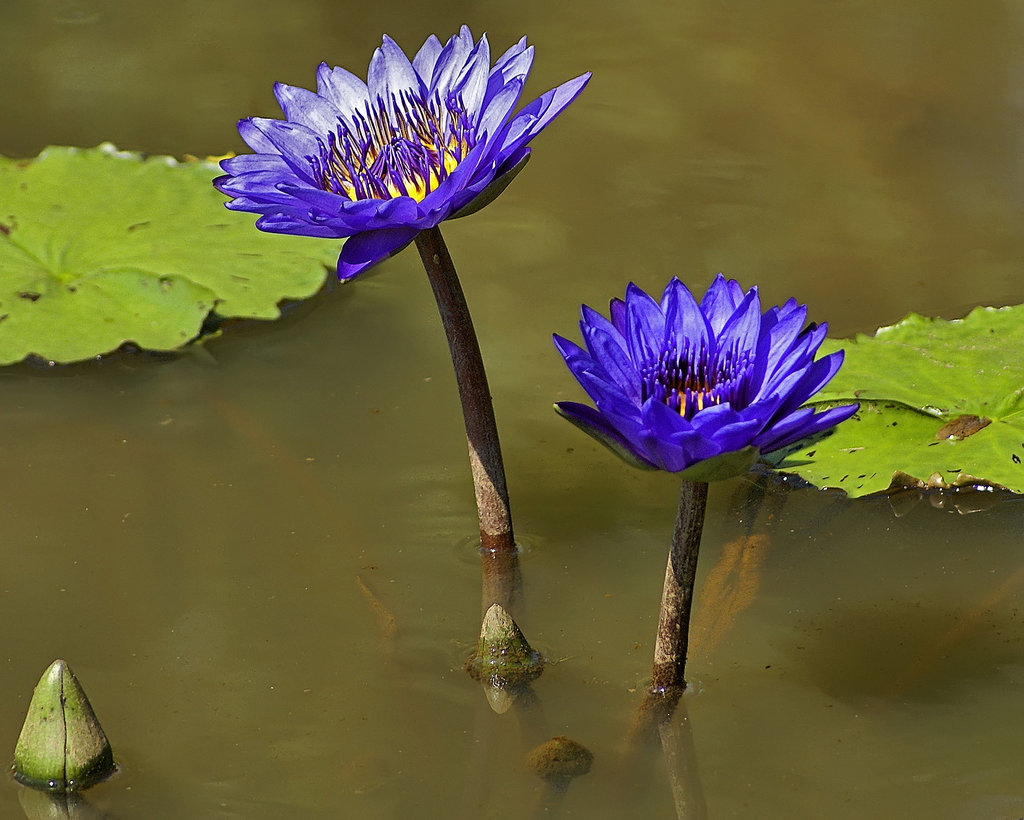 Purple Lotus – Kenilworth Aquatic Gardens, Washington, D.C.