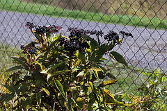 Sambucus ebulus - Sureau yèble