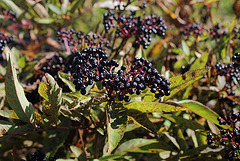 Sambucus ebulus - Sureau yèble