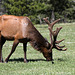 RMNP Elk
