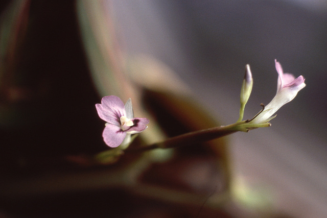 A tiny flower