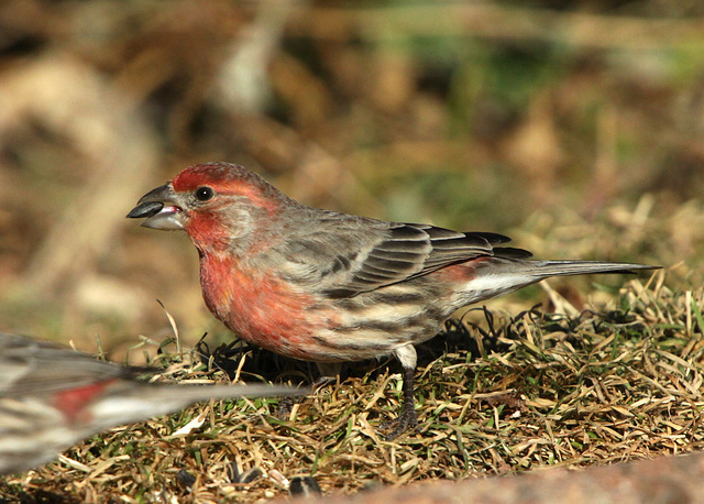 Red House Finch (Carpodacus mexicanus)
