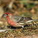 Red House Finch (Carpodacus mexicanus)