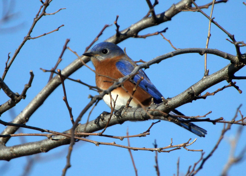 Eastern Bluebird (Sialia sialis)