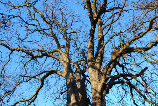 Bare trees against blue sky