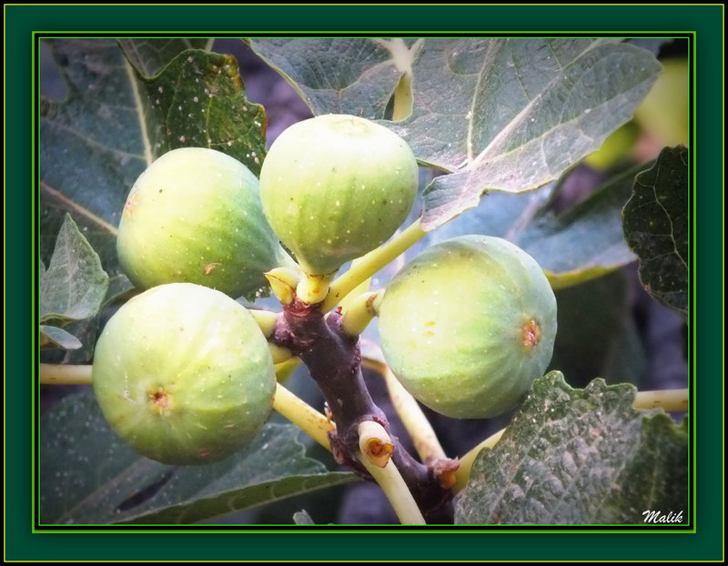 Belles figues..!