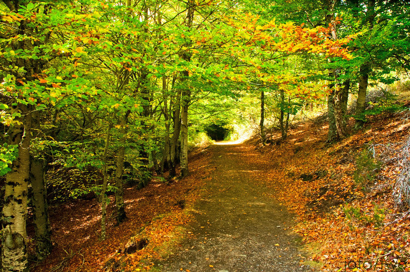 Autumn Days I