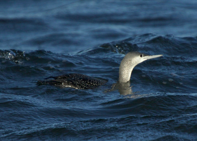 Red-Throated Loon (Gavia Stellata)