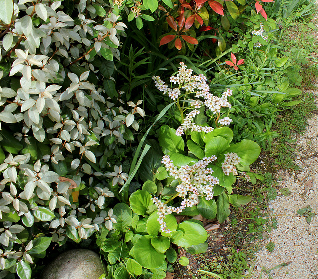 Bergenia au pied d'un Elaeagnus