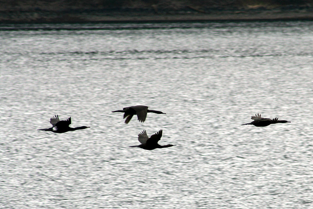 Day 8: ... and Friends (Phalacrocorax pelagicus)